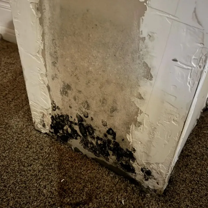Professional Mold Removal in Sour Lake, TX